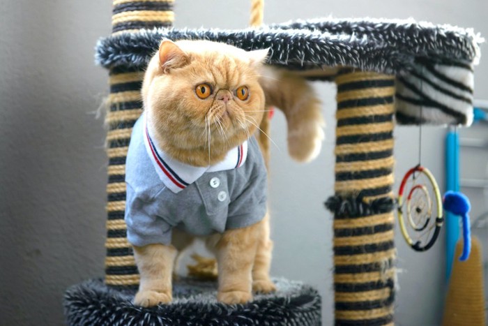 洋服を着てキャットタワーに乗っている猫