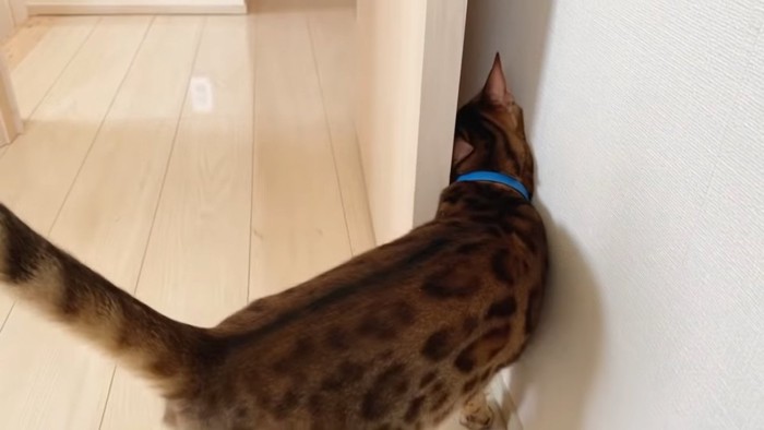 ドアと壁の間に入る猫