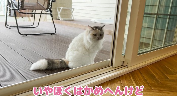窓の前の猫