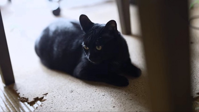 床の上の黒猫