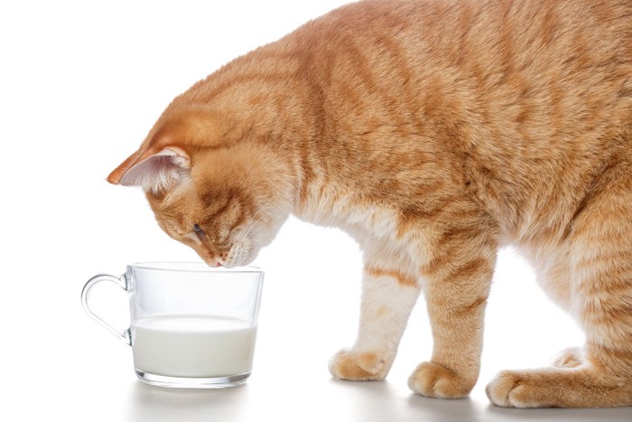 グラスの牛乳を覗き込む猫