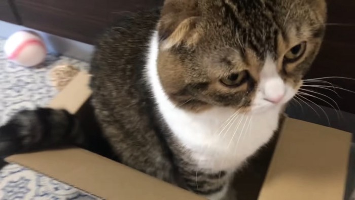 箱の中で座る猫