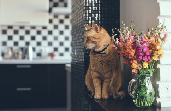 仕切りのないキッチンにある花瓶と猫