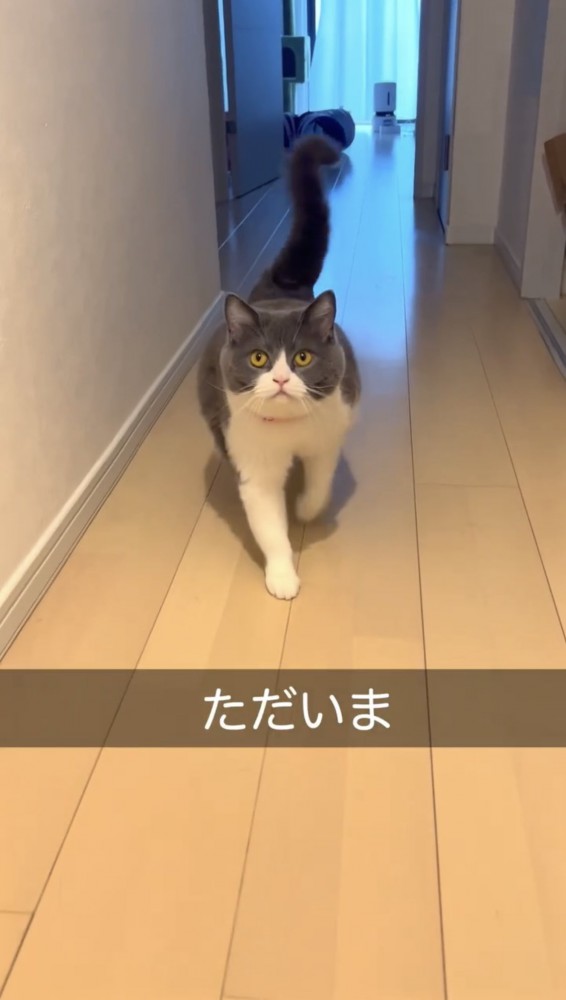 廊下を歩く猫