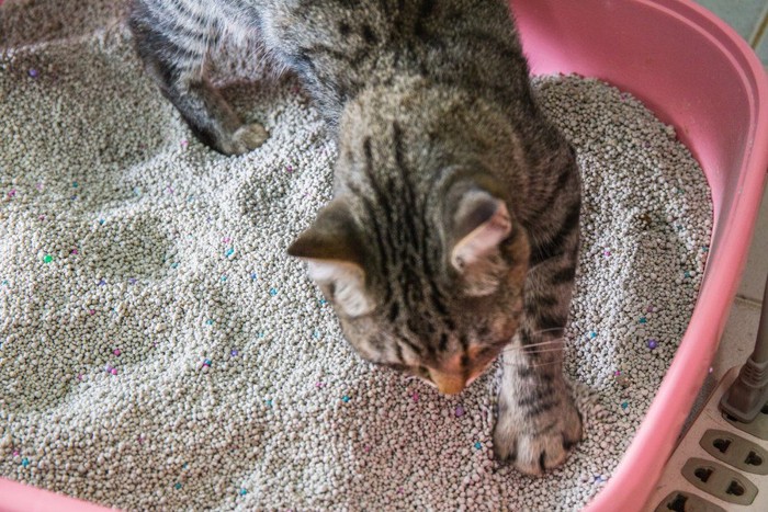 猫砂をチェックする猫