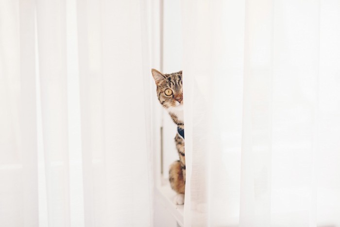 カーテンの間からこちらを見つめる猫