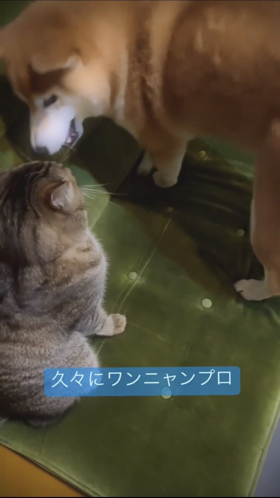 顔を近づける犬と猫