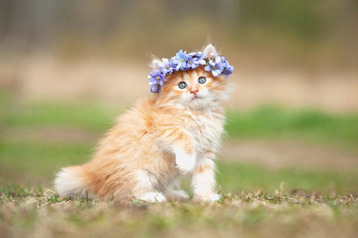 花の冠をのせた猫