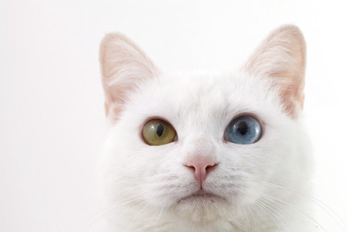 左右の目の色が違う白猫の顔