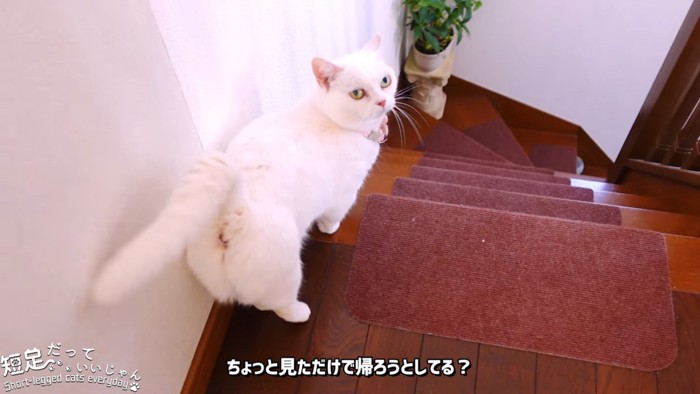 階段をおりようとする猫