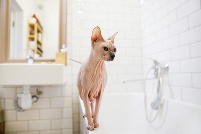 浴槽のふちを歩く猫