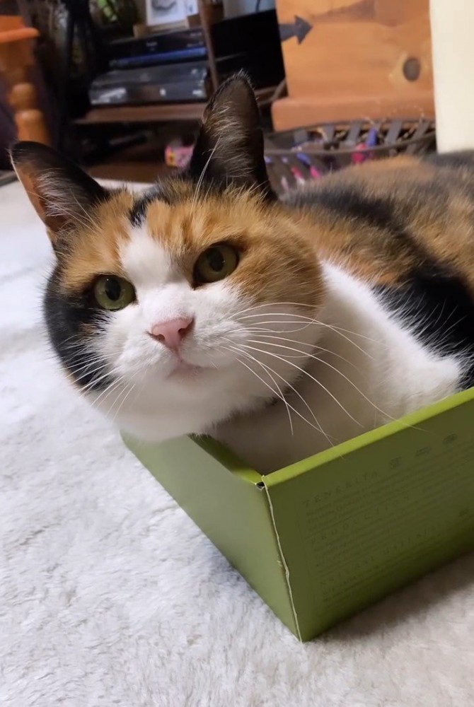 箱に入って前を見ている猫