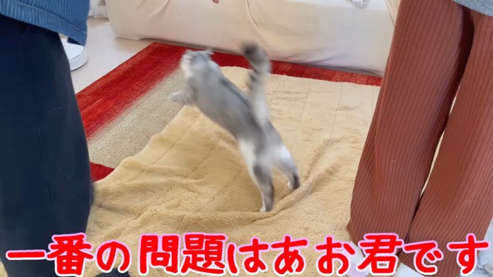 逃げる猫
