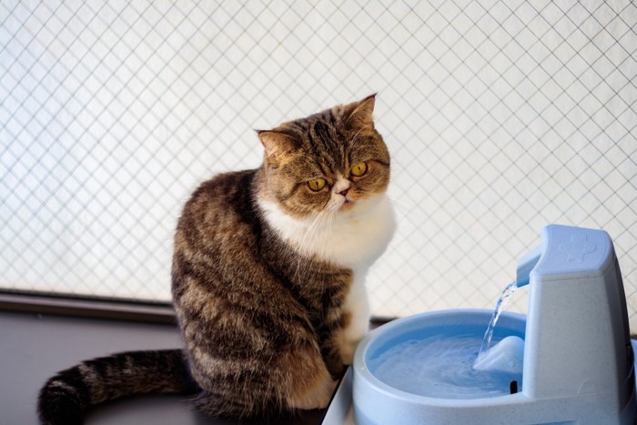 給水器と猫