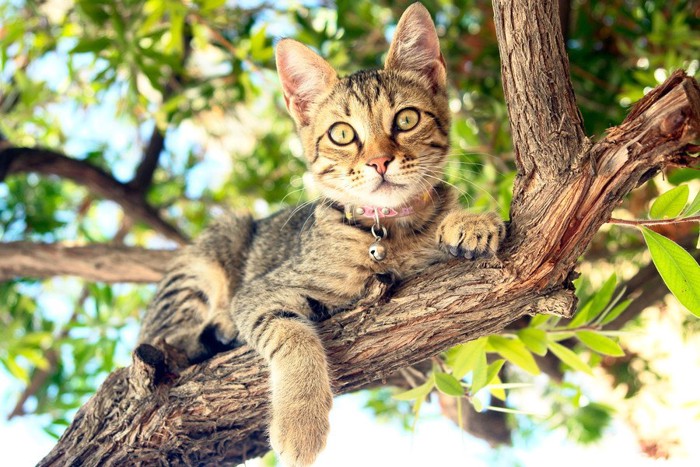 木の上の首輪をした猫