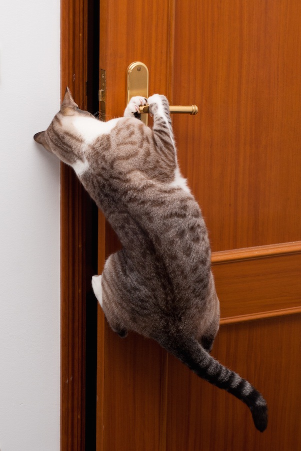ジャンプしてドアを開ける猫