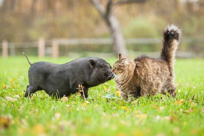 他の動物を嗅ぐ猫