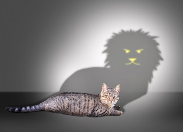 ライオンの影とキジ猫
