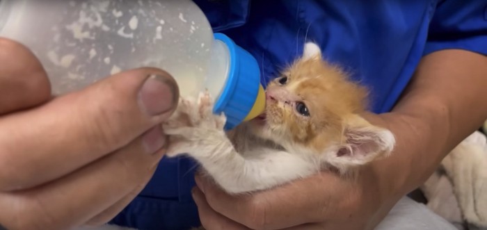 小さい手で哺乳瓶を掴んでいる子猫