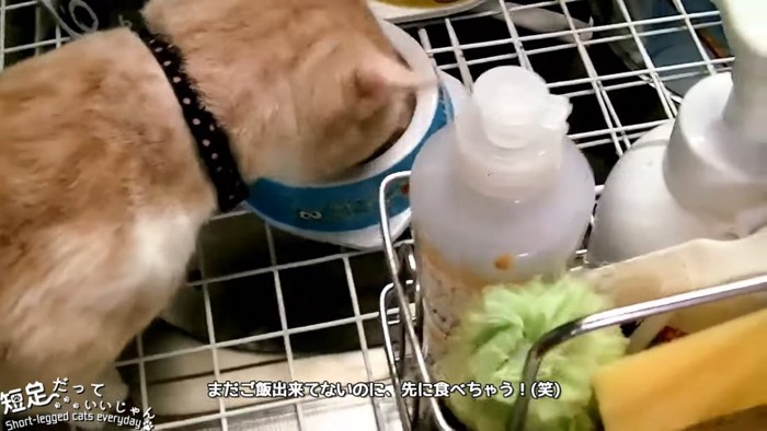 ごはんを食べる茶色の猫