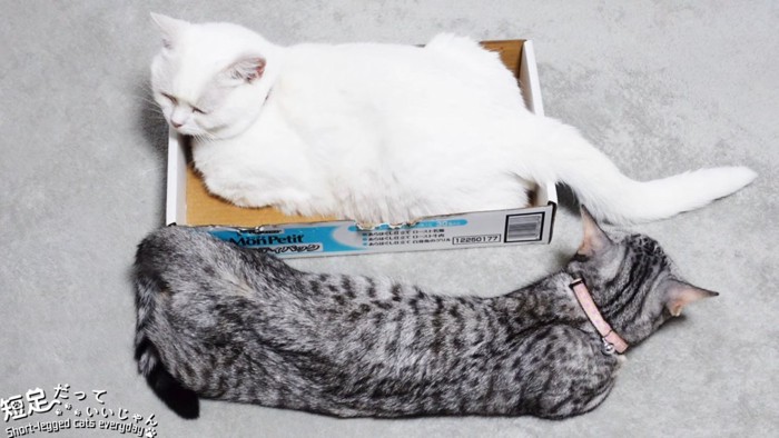 箱に入る猫と体を伸ばして寝る猫