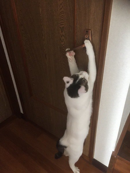 ドアを開けたいバン猫