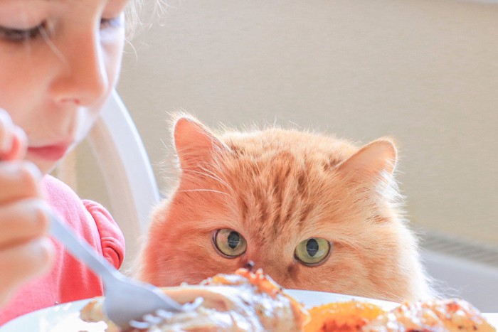 少女の食事をじっとみつめる猫