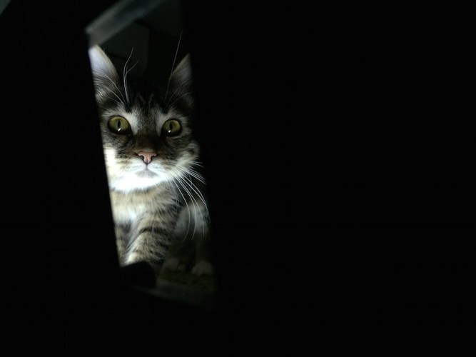 暗闇でこちらを覗き込む猫