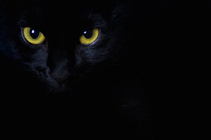 暗闇に光る猫の目