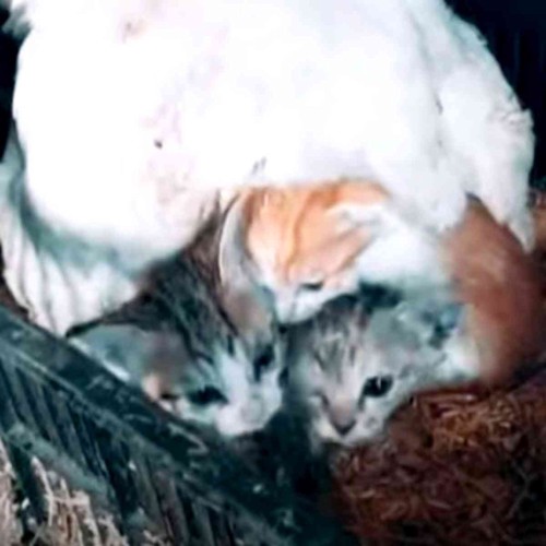 ニワトリの下から顔を出す3匹の子猫