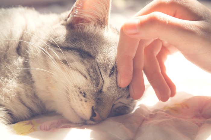 目を閉じる猫と世話をして撫でる人の手