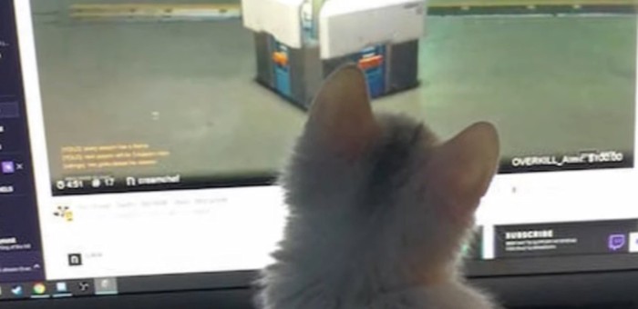 パソコンの画面を見る白い子猫