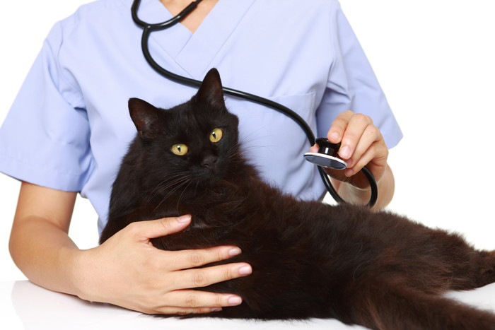 聴診器を当てようとしている獣医と猫
