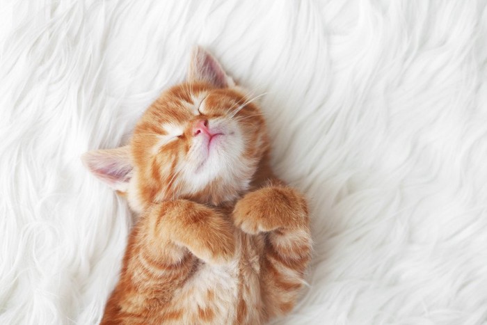 ふわふわの毛布で寝る猫