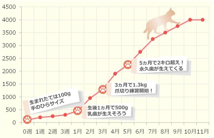 子猫の体重推移グラフ