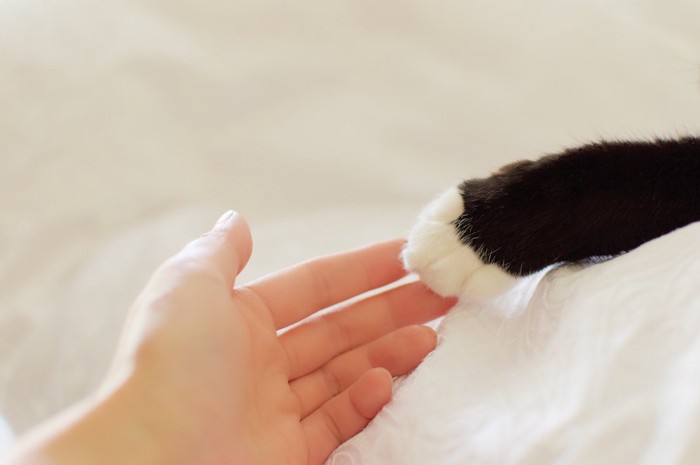 猫の手に手を伸ばす人の手