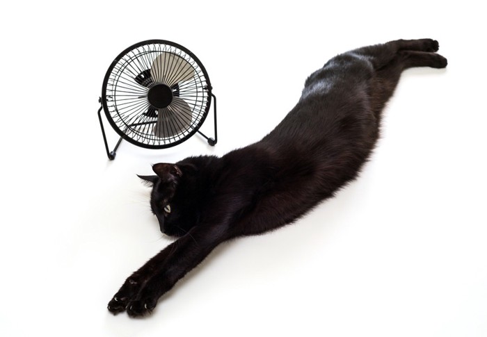 扇風機前で体を伸ばす黒猫