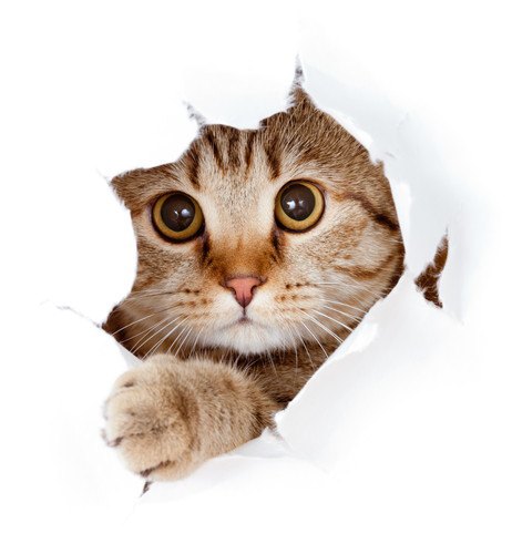 保護されていない壁紙から顔を出している猫