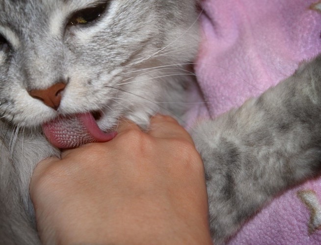 手の甲を舐める猫