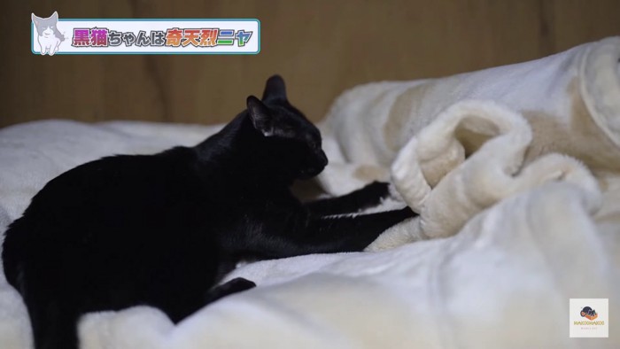 毛布と黒猫