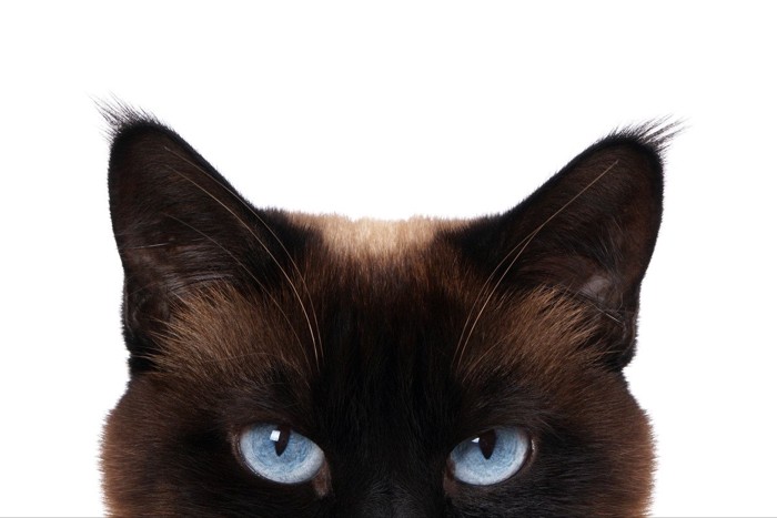 青い瞳で見つめる猫