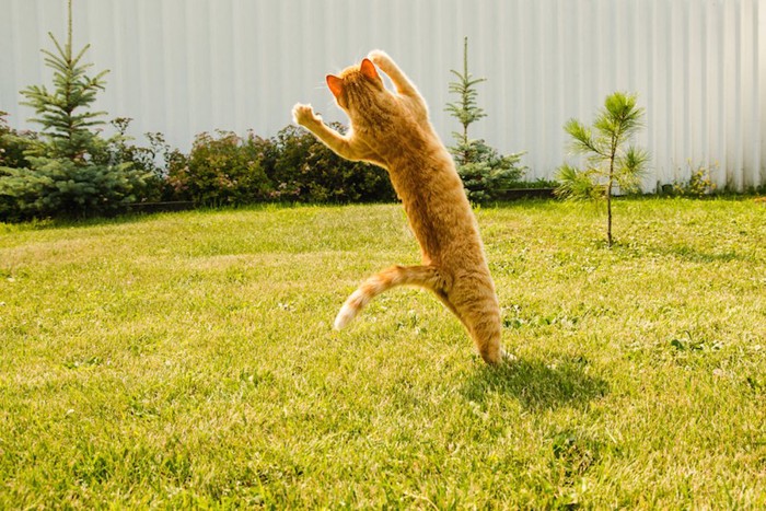 芝生の上で大ジャンプする猫