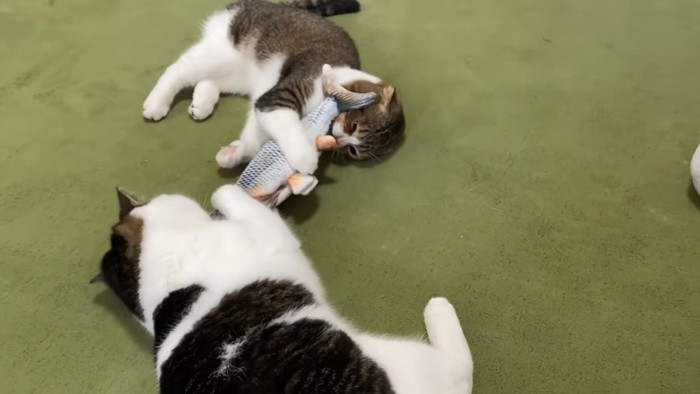 寝転がっておもちゃで遊ぶ2匹の猫