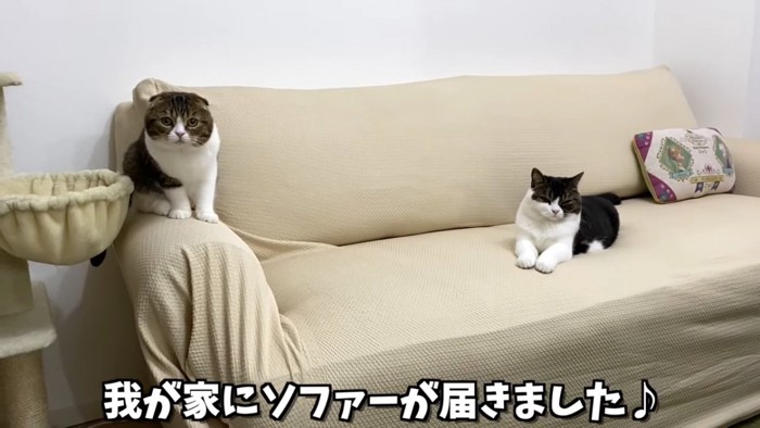 ソファに座る2匹の猫