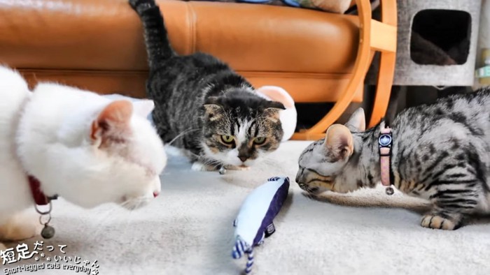 魚のおもちゃの回りに集まる猫