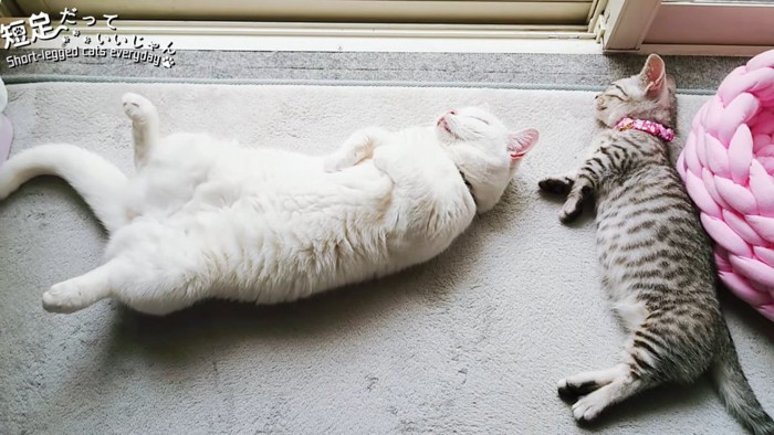 仰向けの白猫と横たわる子猫