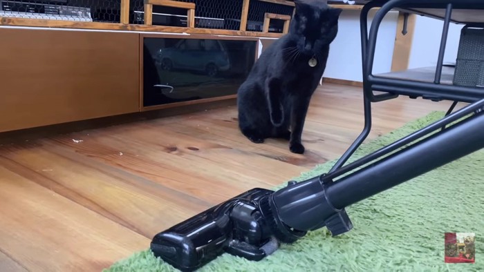 掃除機を凝視する黒猫