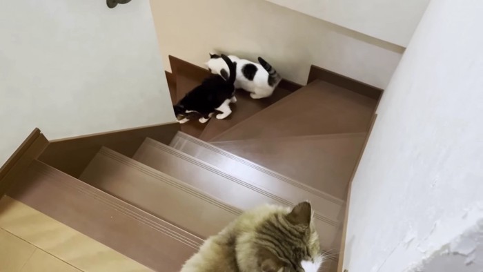 階段の踊り場の猫たち