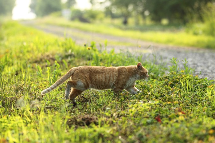 草むらを歩く野良猫