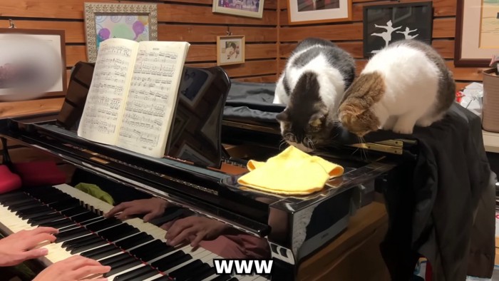 ピアノの中をのぞく猫